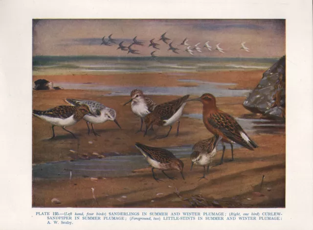 Vintage Oiseau Imprimé ~ Sanderlings En Été & Hiver Plummage Little-Stints