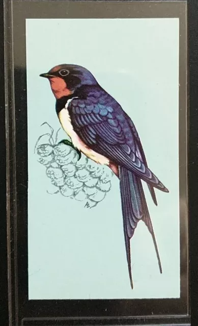 Tetley (Tea)-British Birds 1970-#13- Swallow (Male)