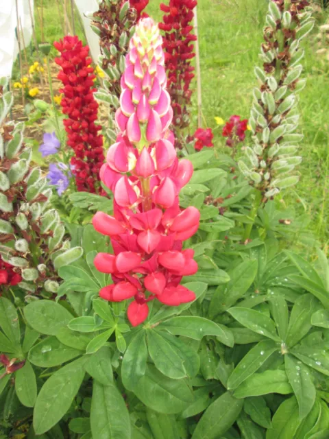 Graines de " Lupin Rouge ",vivace.