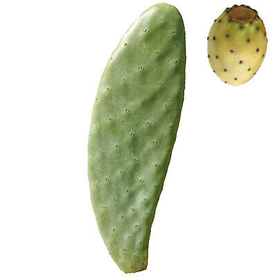 Opuntia ficus indica Bianca 3pz Pianta pala fico d'india frutti bianchi rossi gialli 