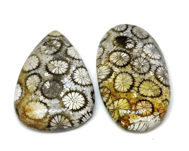 Natural Awesome Fossil Coral Fancy Cabochon Handmade Loose Gemstone 72 cts.