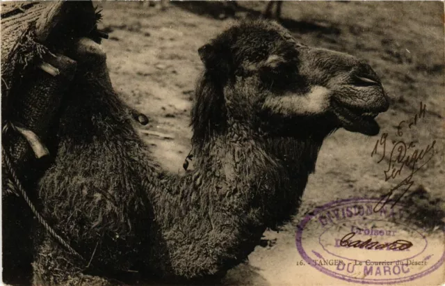 CPA AK TANGER Le Courrier du Desert MAROC (796862)