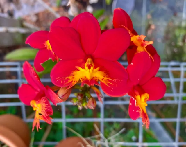 American Epidendrum Hybrid Orchid Pacific Karma x Pacific Tomato