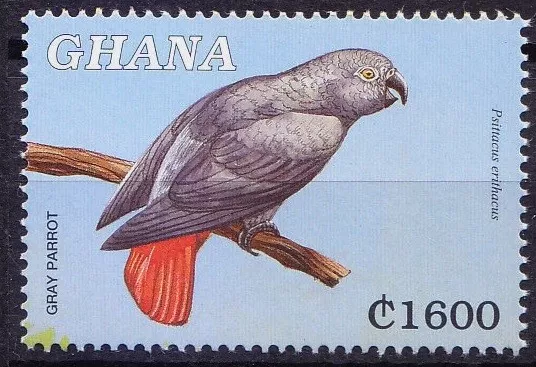 Loro gris, Psittacus erithacus, Ghana 2000 montado sin montar o nunca montado, aves