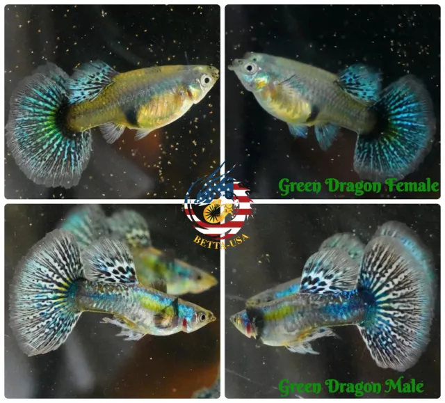 1 PAIR - Live Aquarium Guppy Fish High Quality - Green Dragon - USA Seller