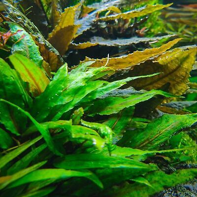 Cryptocoryne Wendtii Green Bundle BUY2GET1 Freshwater Live Aquarium Plant Stem