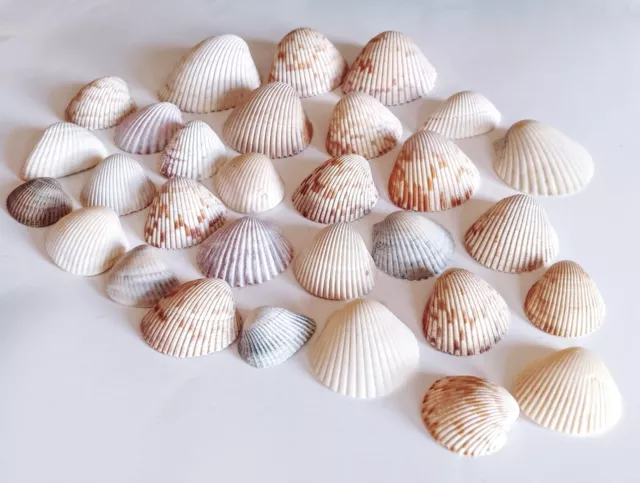 Lote de 30 cáscaras mixtas de mar cockle almeja decoración de playa artesanías náuticas