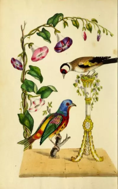 82 Seltene Käfig Vogelbücher Auf Dvd - Kanarische Züchtwinde Fink Papagei Vogelvoliere 3