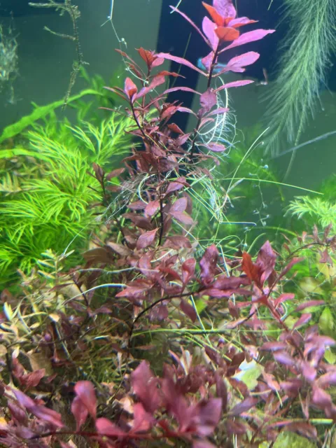 Super Red Ludwigia BUY 2 GET 1 FREE Bunch (4-5 Stems) Aquarium Plants