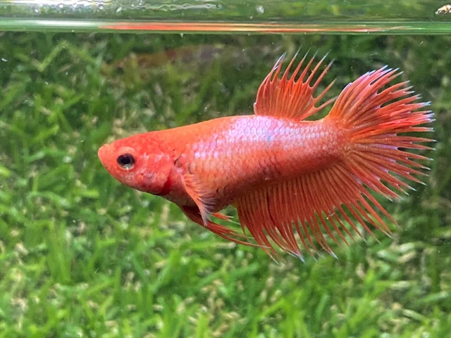 Live Betta Fish - Female - Orange Crown Tail HMPK,Age 3 month From Thailand