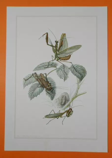 Gottesanbeterin  Mantis religiosa Fangheuschrecke Insekten Farbdruck 1956