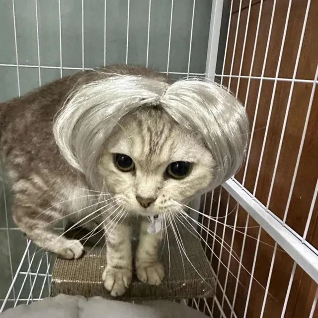 Parrucca festa in fibra di nylon gatto parrucca cucciolo cappello capelli gatto accessori copricapo animale domestico
