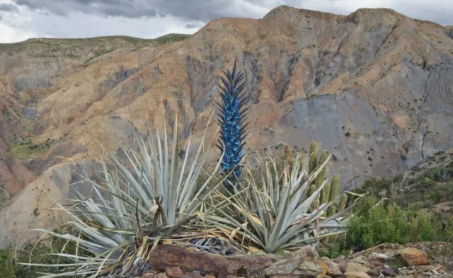 40 Semillas de Puya Weddelliana Y 50 De Cactus Asiento de Suegra