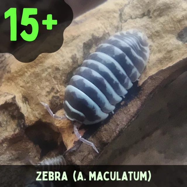 X 15+ 'Zebra' . Armadillidium Maculatum. isopods.