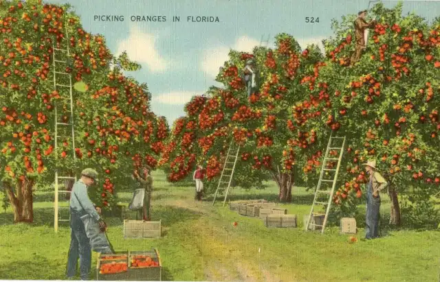 Floride~Cueillette Orange~ Carte Postale