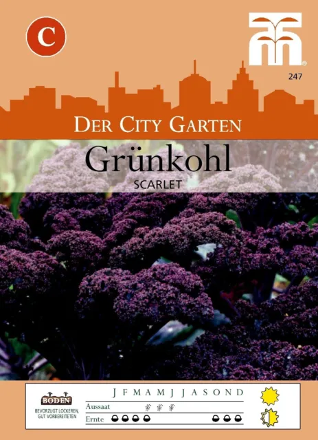 Grünkohl 'Scarlet' - Brassica oleracea Acephala Group, Kohl, Samen, 0247