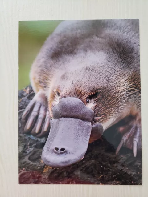 Platypus Postcard Prepaid, Native Animals Australia POSTCARD NEW Australian