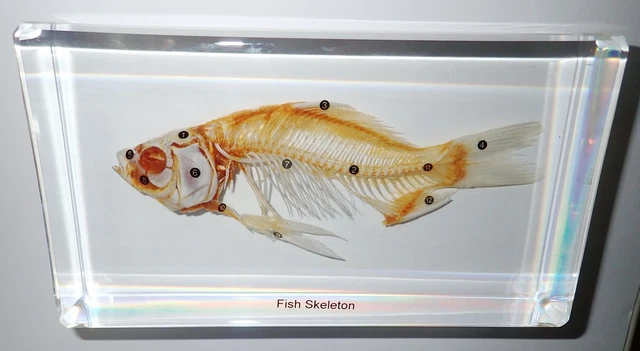 Fish Skeleton 12 parts labelled Cold-water Goldfish Carassius auratus Specimen