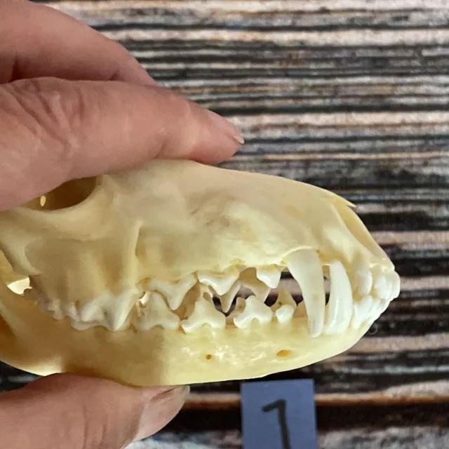 Real Red Fox Unique Animal Mount Halloween Skull Art Craft Mountain Man Canine