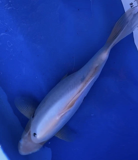 16”  Female doitsu Shiro Utsuri -AKA Koi Japan Tx