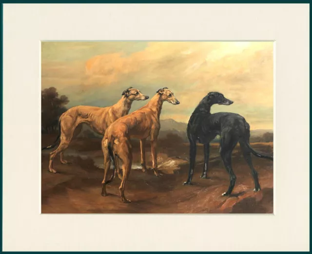 Greyhound Group Of Three Dogs Lovely Dog Print Mounted Ready To Frame