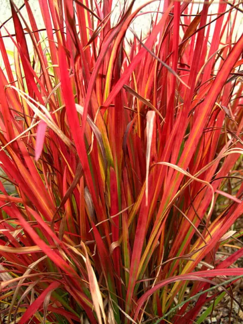 8 graines de BARON ROUGE(Imperata Cylindrica RED BARON)H160 SEEDS SAMEN SEMILLAS