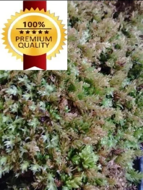 Gel Di Muschio Di Mare Crudo Organico Per Adulti Imme & Supporto Digestivo Vitam - Foto 3