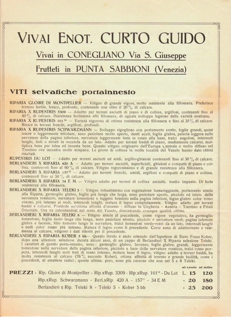 🌍 Enologia Frutteti Curto Conegliano Punta Sabbioni Viti Innesti Uve Vino 1931
