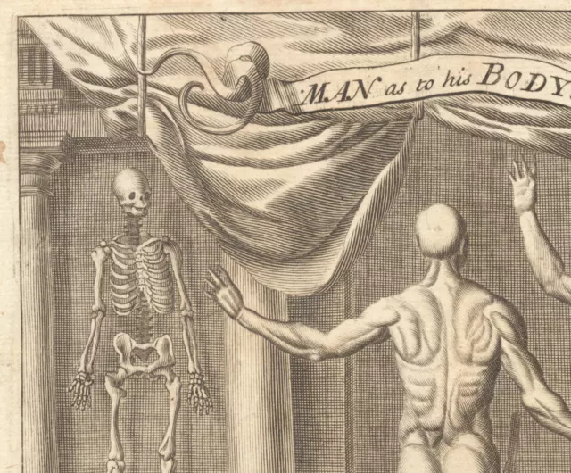 SKELETT Mensch Anatomie Orig. Kupferstich um 1780 Bodybuilding Medizin Studium 3