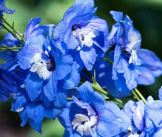 DELPHINIUM BLUE BIRD Delphinium Cultorum - 100 Bulk Seeds