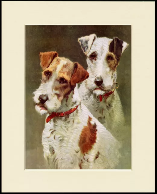 Wire Fox Terrier Dogs Head Study Lovely Dog Print Mounted Ready To Frame