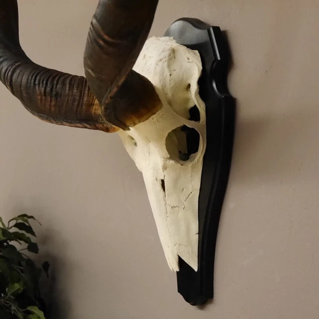 Antílope Kudu Trofeo de Calavera Cráneo África HL128 CM Decoración En Placa 3