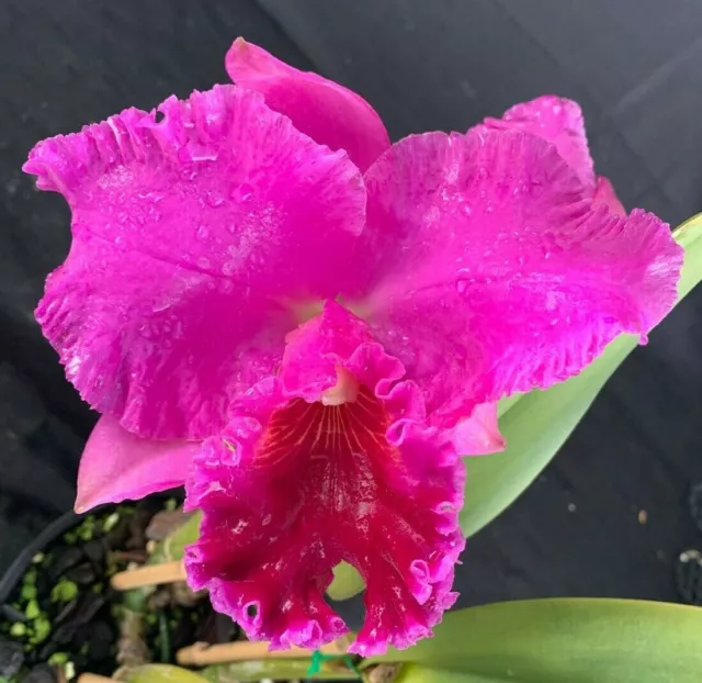 RON Cattleya Orchid Special Quality Div Rlc. Midnight Delight 'Thomas' (2347)