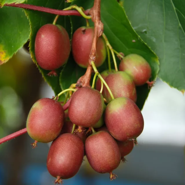 Actinidia Weiki femelle houx 2L -  Il produit des fruits abondants