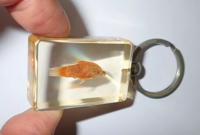 Fish Acrylic Key Ring Real Rosy Barb Fish Specimen Amber Clear SK02