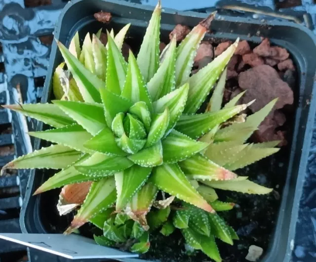 Haworthia Kingiana Variegated, multiple 8cm diameter