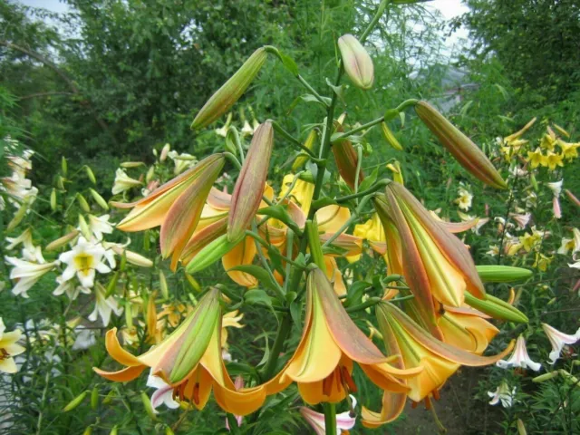 Trompeten-Lilies - Trumpet and Aurelian lilies 20 Samen/20 seeds