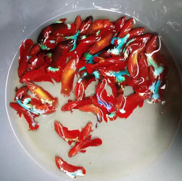 Live Betta Fish - Female Betta for Sorority Tank HMPK Red HellBoy Stars