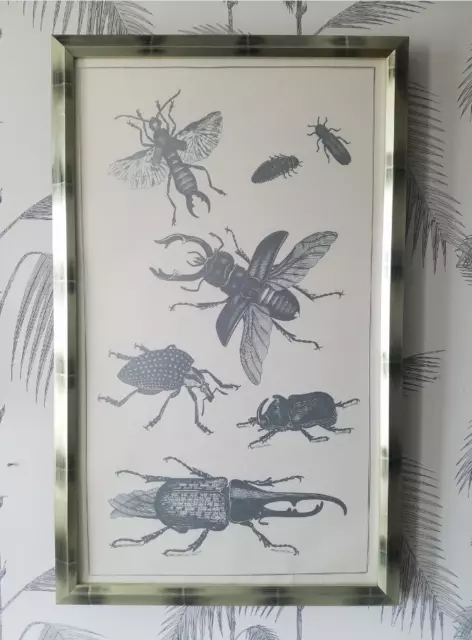 Vintage Art, Beetles, Silkscreen, Silver Paint, Science Class Room, Framed