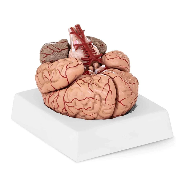 ANATOMICAL MEDICAL HUMAN Brain Model School Learning Biology Teaching