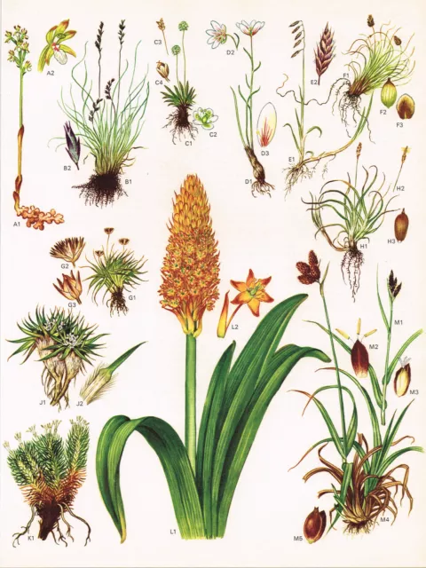 Schwarz Alpine Sedge schottischer Asphodel kurzblättriger Fäschenpflanzendruck Neu ohne Etikett #07