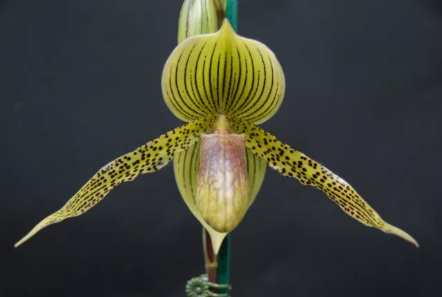 Slipper Orchids- Intersectional Type Paphiopedilum Seedling 68mm pots
