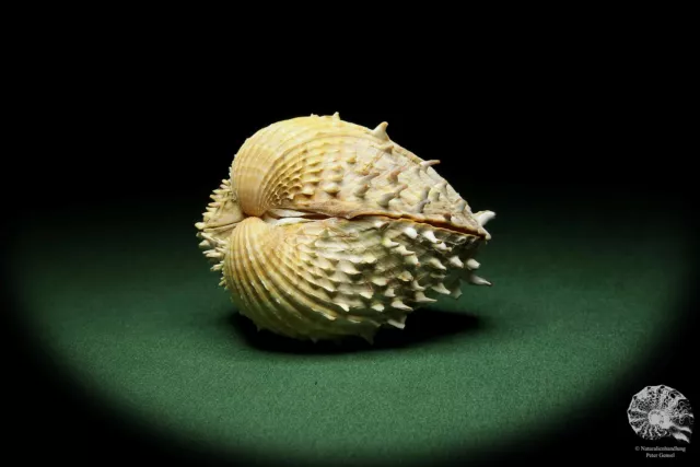 Acanthocardia aculeata Frankreich Herzmuschel rezent Muschel shell conch Deko