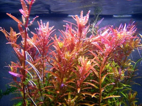 Floratica 12 x Rotala Indica Live Aquarium Plants Tropical Fish Tank Snail Free