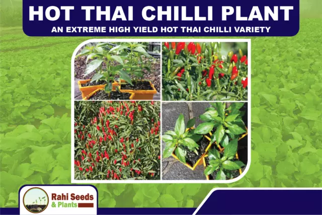 Hot Thai Chilli Plant - An Extreme High Yield Hot Thai Chilli Variety