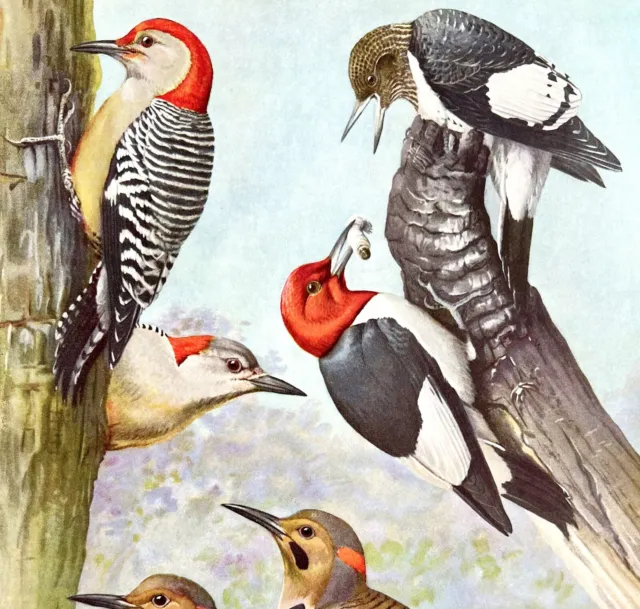 Woodpeckers And Flicker 1955 Plate Print Birds Of America Nature Art DWEE32