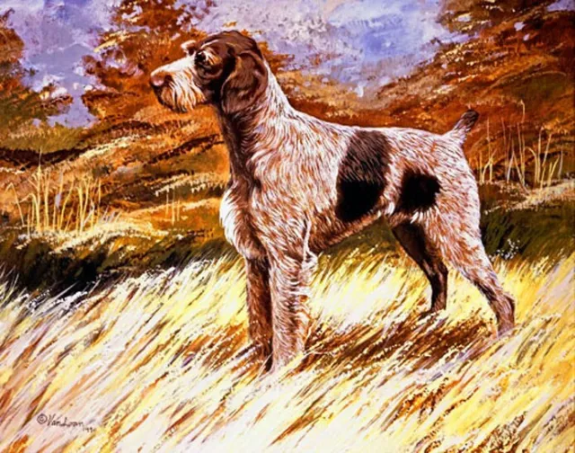 German Wirehaired Pointer "In the Field"