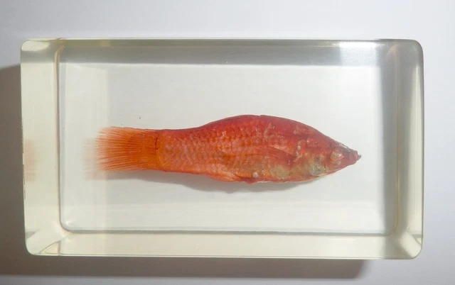 Red Swordtail Fish Xiphophorus helleri in 72x42x23 mm Block Education Specimen
