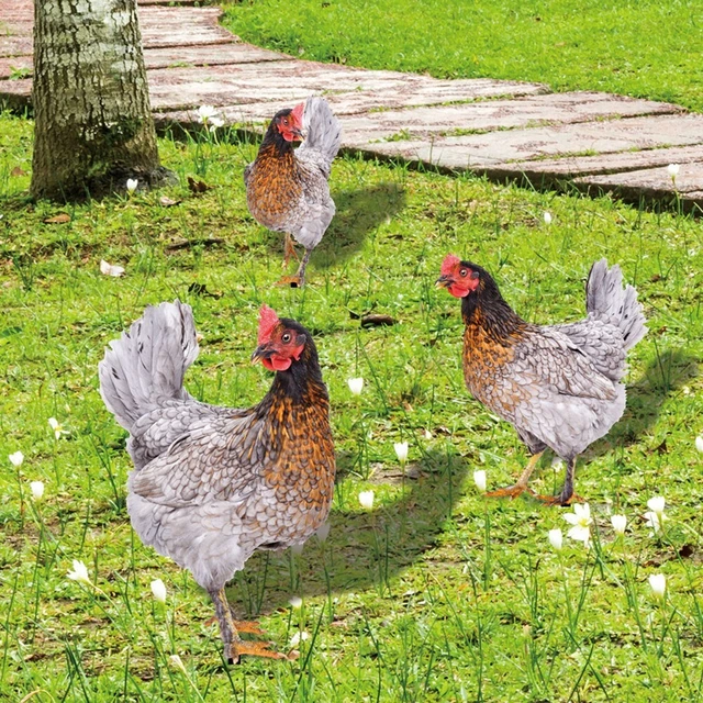 Hof Kunstdekor Skulpturen Hühnerdekorationen Henne Statuen Gartenornamente