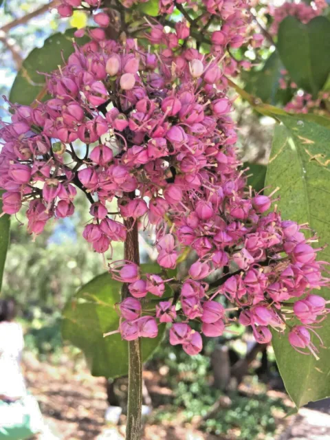 Melicope elleryana - Pink Euodia / Pink Flowering Doughwood - 25 seeds 2